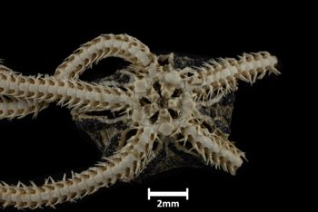 Media type: image;   Invertebrate Zoology OPH-3164 Description: Bottom of brittle star with close up of the mouth visible.;  Aspect: ventral disk